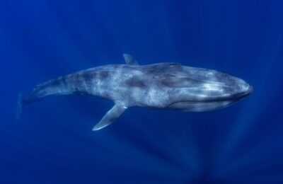 Image of Professor Bluey the Blue Whale