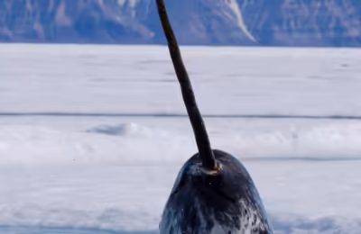 Image of Professor Darwin the Narwhal