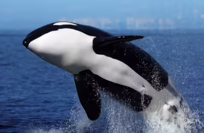 Image of Professor Orla the Orca